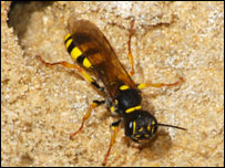 Solitary wasp at the pit - Photo G Hageman