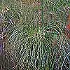Cyperus papyrus