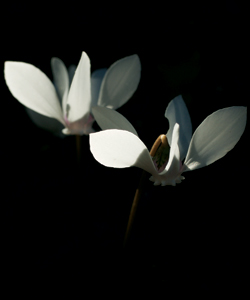 Cyclamen