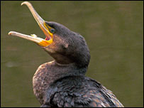 Cormorant. Picture: Tony Wright 