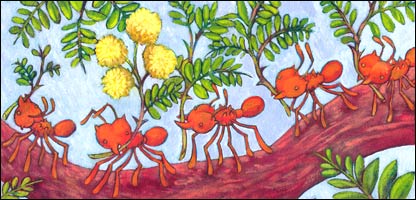 مېږيان د بار وړلو پر مهال