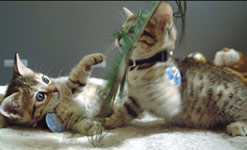 Kitten clones - Tabouli and Baba Ganoush