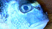 Fish head close up