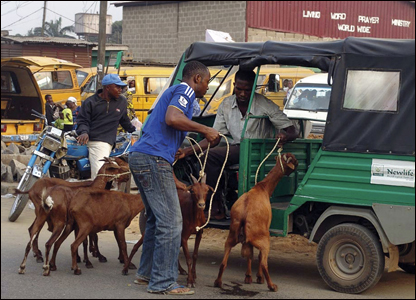 A man urges his goats aboard a three-wheeled vehicle bound for market in Lagos 