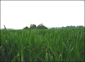 Cornfield in Sonning (Brendan Jones)