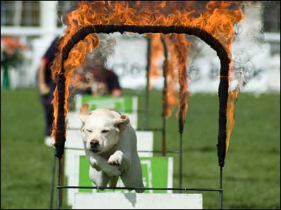 Three Counties Show 2007