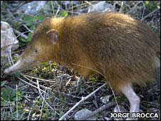 'Solenodon paradoxus'