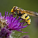 Hoverfly Aug 2014