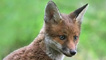 A fox cub by Mike Warburton