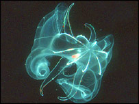 Ctenóforo, espécie de invertebrado marinho semelhante à água-viva (foto: Marsch Youngbluth)