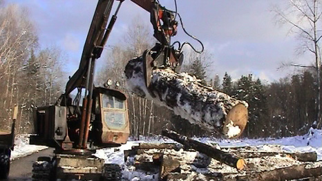 illegal logging from Siberia
