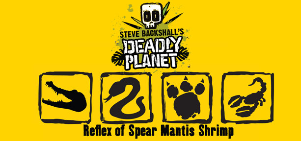 Reflex of Spear Mantis Shrimp secret code - Croc, Snake, Paw, Scorpion