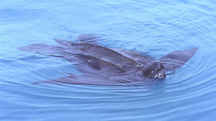 Leatherback turtle by Mike Daines