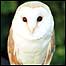 Waterways (Image: Barn Owl)