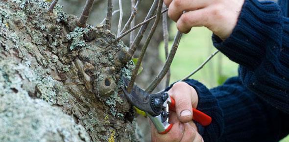 Pruning an apple tree