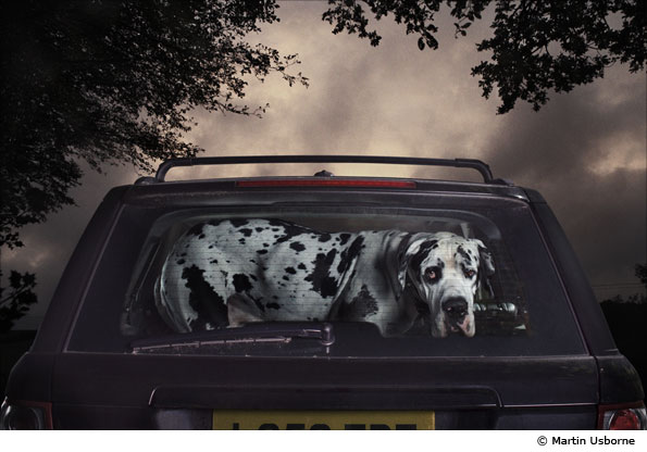 Dogs by Martin Usborne