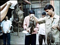 Ratos mortos na Índia