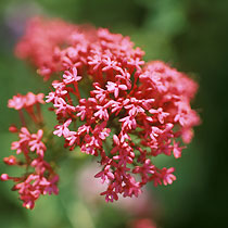Centranthus
