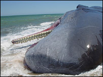 Baleia cachalote encalhada