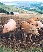 Exmoor pigs