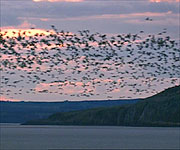 Huge flocks of barnacle geese on the Solway Firth