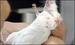 Do těla laboratorní myše byly vpíchnuty prasečí a lidské buňky