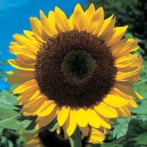 Helianthus 'Giant Single'