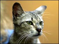 Vários felinos foram decapitados ou tiveram seus órgãos retirados