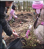 On the allotments with Shades of Black