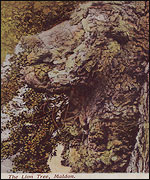 The Beeleigh Lion Tree