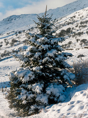 Christmas Tree at Llynnau Mymbyr by Peter.