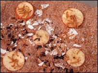Mealworms