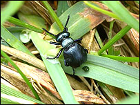 A short-necked oil beetle