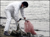 मृत पक्षी