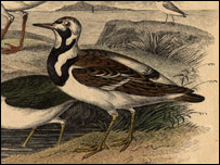 Turnstone by Getty Images