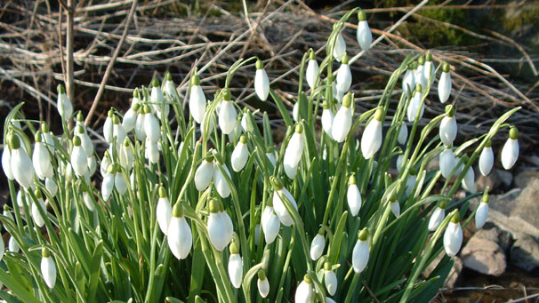 Snowdrops in Penrith (courtesy of Peter H Whelpdale)