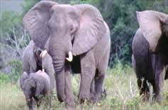 African Elephant's