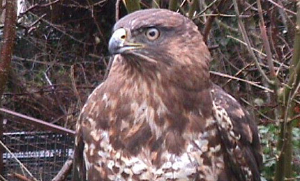 BBC Radio Foyle - Breathing Places Gallery