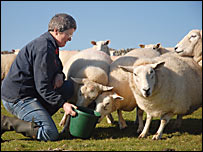 Sue Peach with sheep (photo by Jennie Hayes)