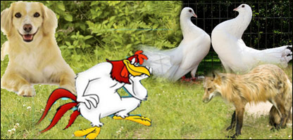 ګيدړه،سپی،چرګ اوکوترې