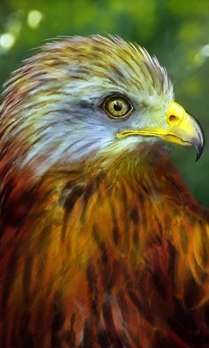red_kite_painting.jpg