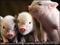 Os miniporcos têm um quinto do tamanho normal