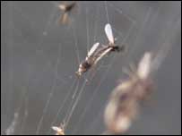 Flies caught in a cobweb