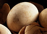 Photograph of carbonized eggs