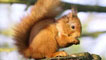 Red Squirrel