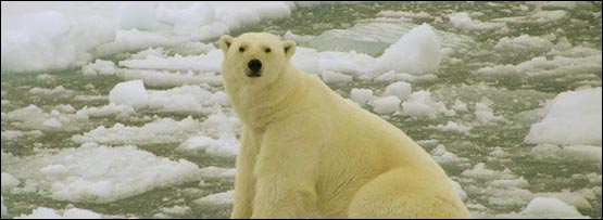 Polar bear