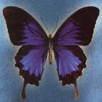 Oi Va Voi album cover