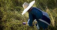 Thai rice farmer