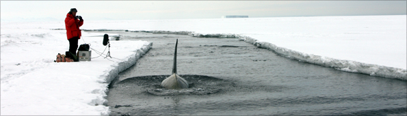 Chris Watson recording the sounds of killer whales for Frozen Planet