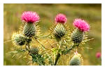 Traditional Scottish Thistle found throughout the Scottish Highlands, The National Trust for Scotland (c) scran.ac.uk